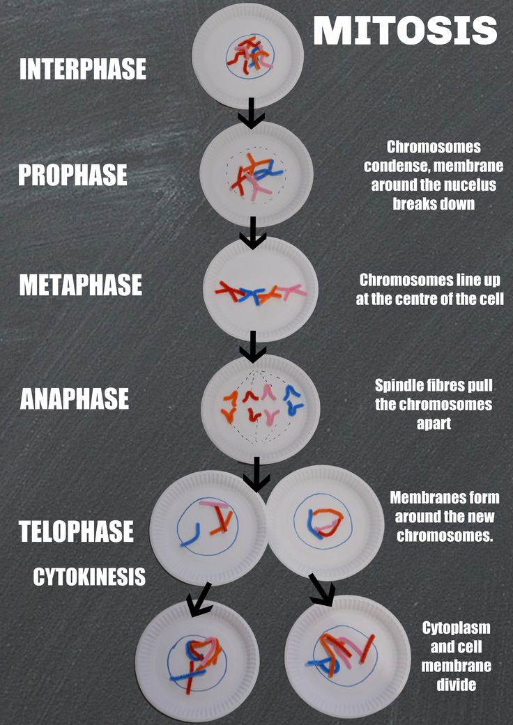 a diagram showing the steps in how to make an art project with paper plates and scissors