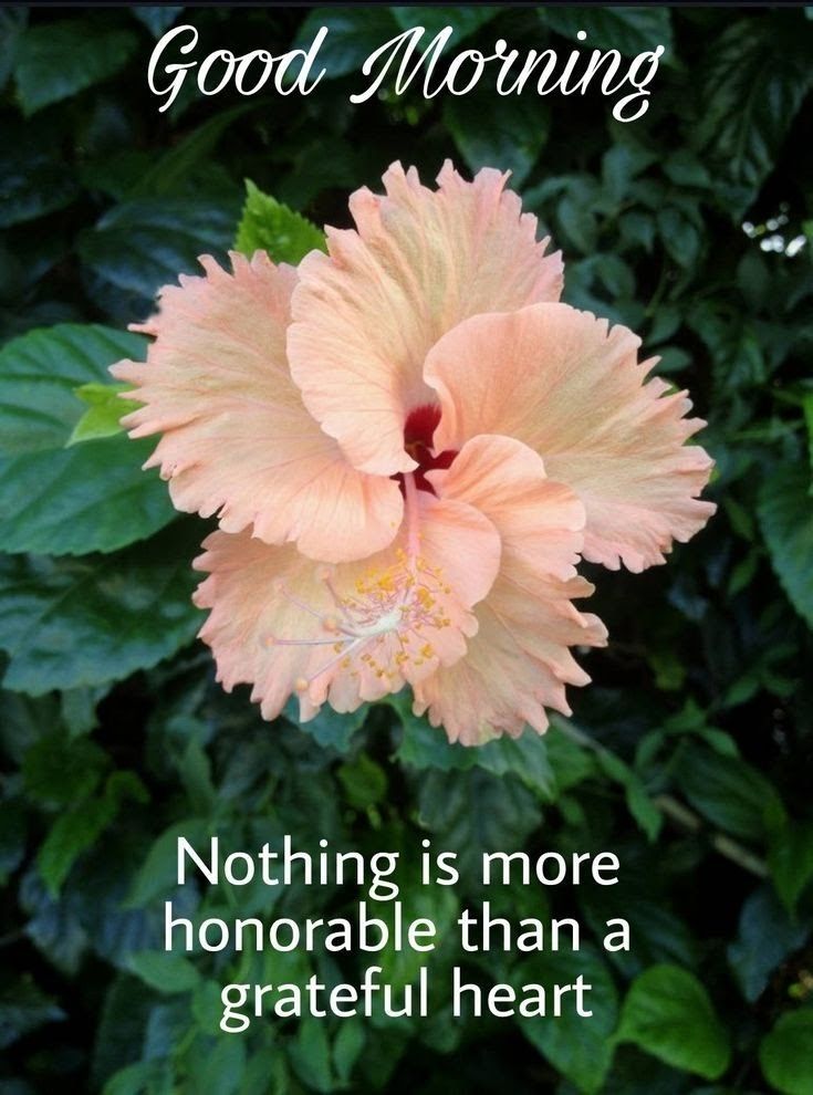 a pink flower with the words, good morning nothing is more memorable than a grateful heart