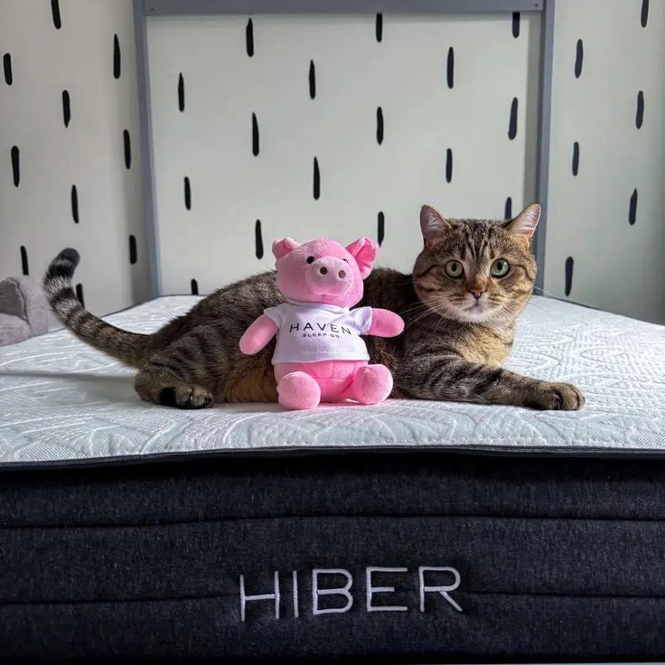 a cat laying on top of a bed next to a pink pig stuffed animal toy