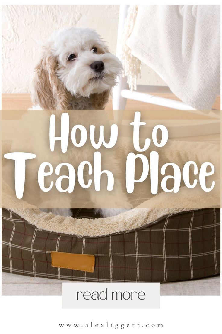 a dog sitting in a bed with the words how to teach place