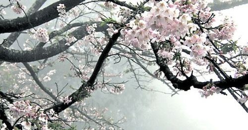 a tree with lots of pink flowers in the foggy sky behind it is an umbrella