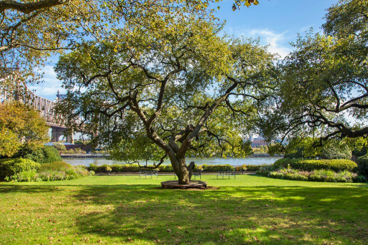 a large tree sitting in the middle of a lush green park next to a river