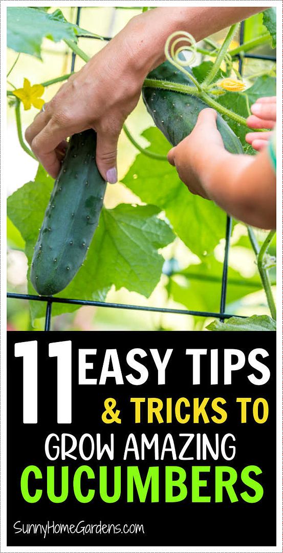 two hands picking cucumbers from a plant with text overlay that reads 11 easy tips and tricks to grow amazing cucumbers