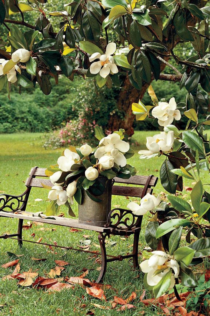 a wooden bench sitting under a tree with white flowers in the pot on top of it