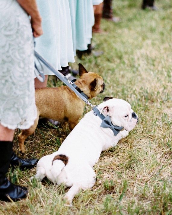 two small dogs on leashes being held by people in dress clothes and rain boots