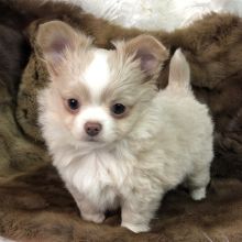 a small white dog sitting on top of a brown blanket