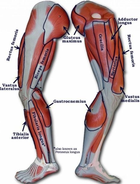 the muscles are labeled in red and white, with their names on each side of them