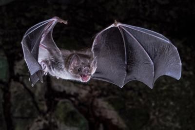 a bat hanging upside down in the air