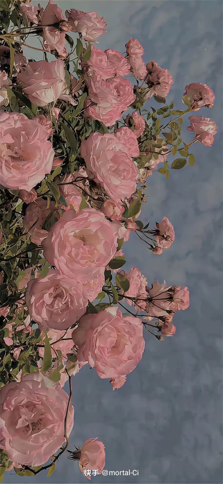 a bunch of pink roses are in front of the blue sky and water behind them