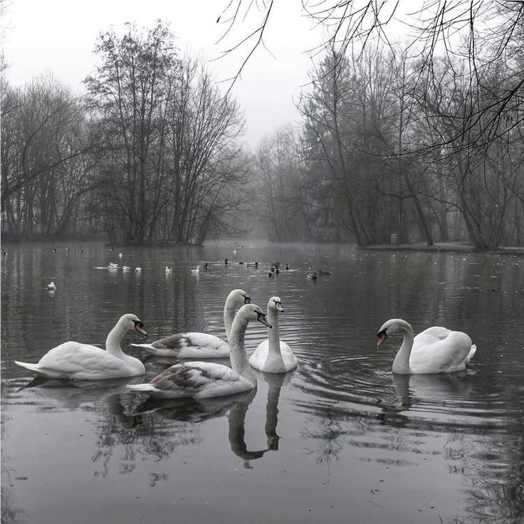 black and white photograph of swans swimming in the water on a foggy day with trees in the background