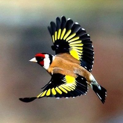 a bird flying through the air with it's wings spread wide and yellow feathers