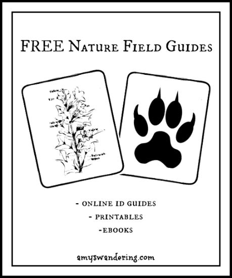 an animal's paw and plant with the words free nature field guides on it