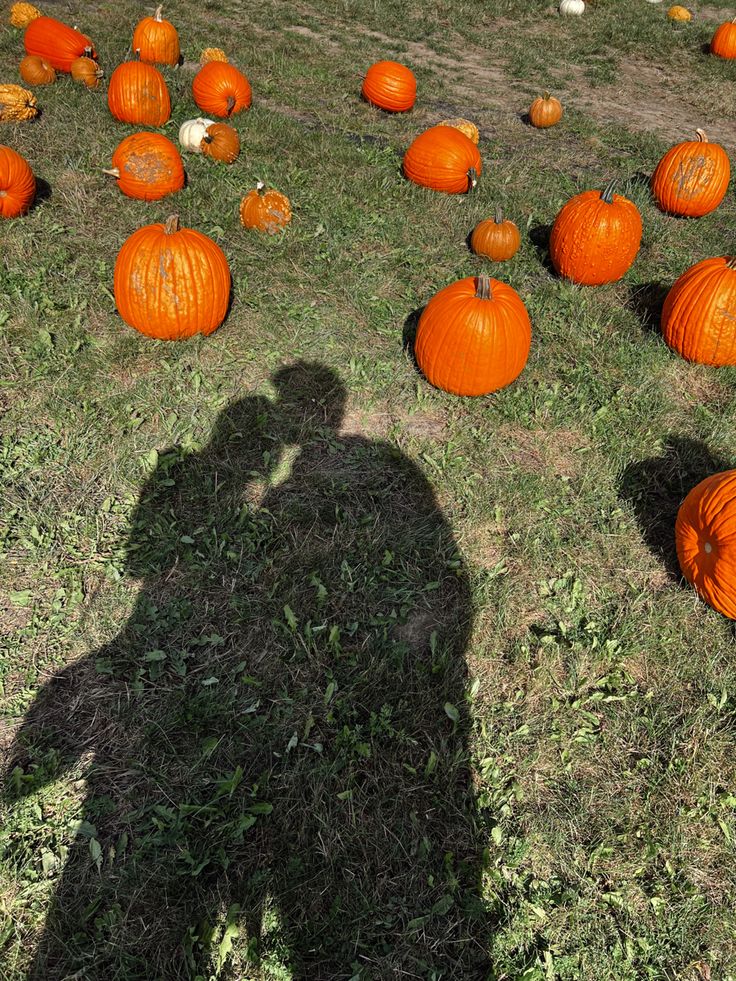 the shadow of a person standing in front of many pumpkins on the ground,