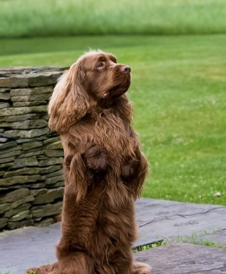 a brown dog standing on its hind legs in front of a stone wall and grass