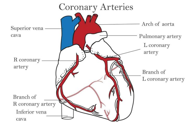 the anatomy of the heart and its major vessels, including the coronary arterys