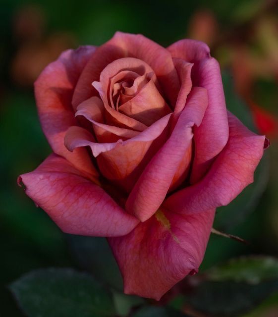 a pink rose with green leaves in the background