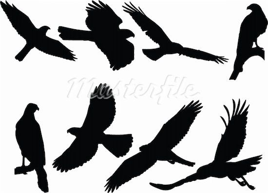 silhouettes of birds flying in the air with their wings spread out, and one bird is