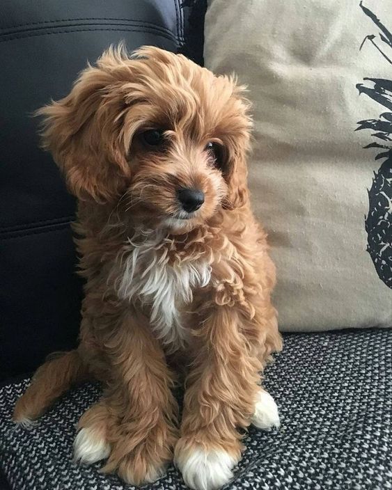 a small brown dog sitting on top of a couch next to a pineapple pillow