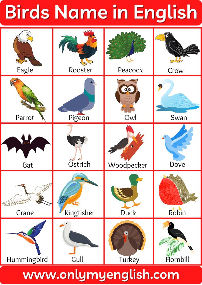 birds name in english with pictures and words for each bird on the image, which includes different