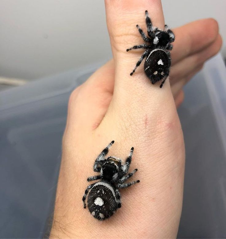 two small black bugs sitting on someone's hand