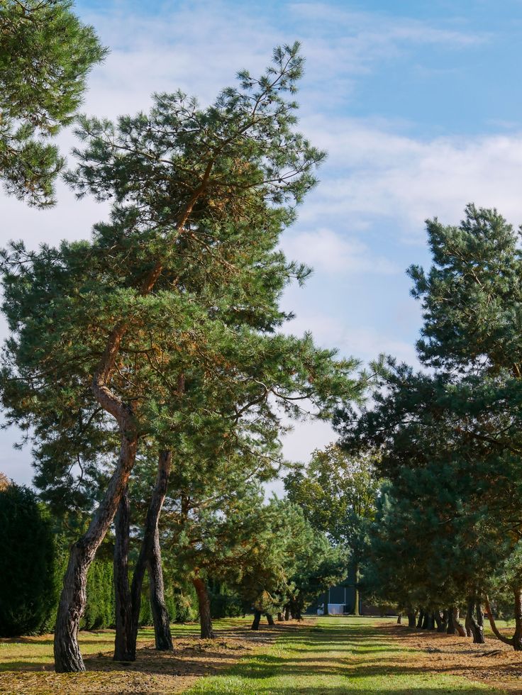 trees and grass in the middle of a park