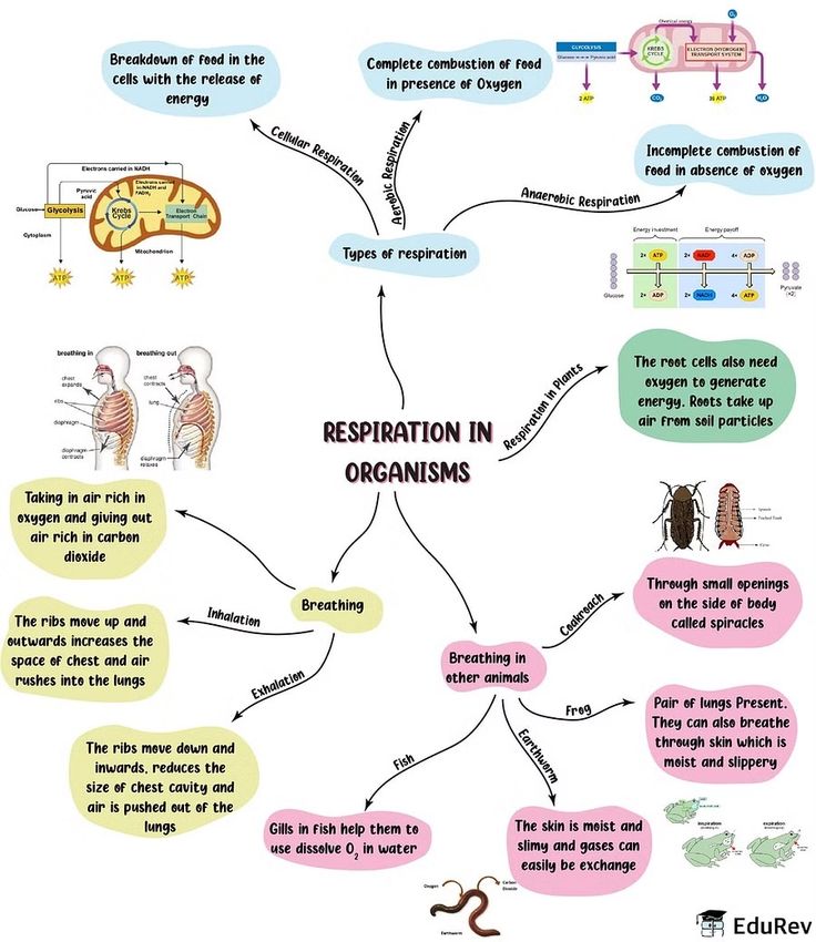 a diagram showing the stages of reproduction in an animal's body and how to use it