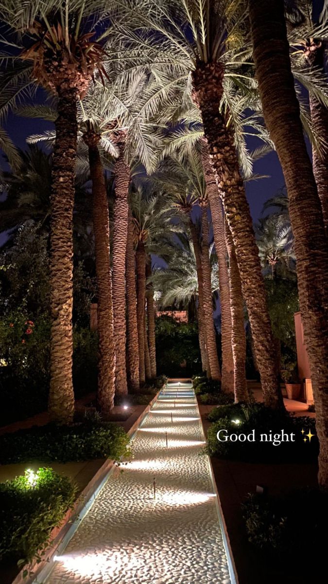 palm trees are lined up along a walkway at night with the words good night written on it