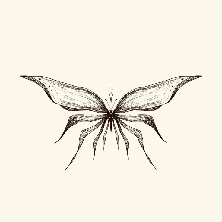 a black and white drawing of a butterfly with wings spread out, on a light background