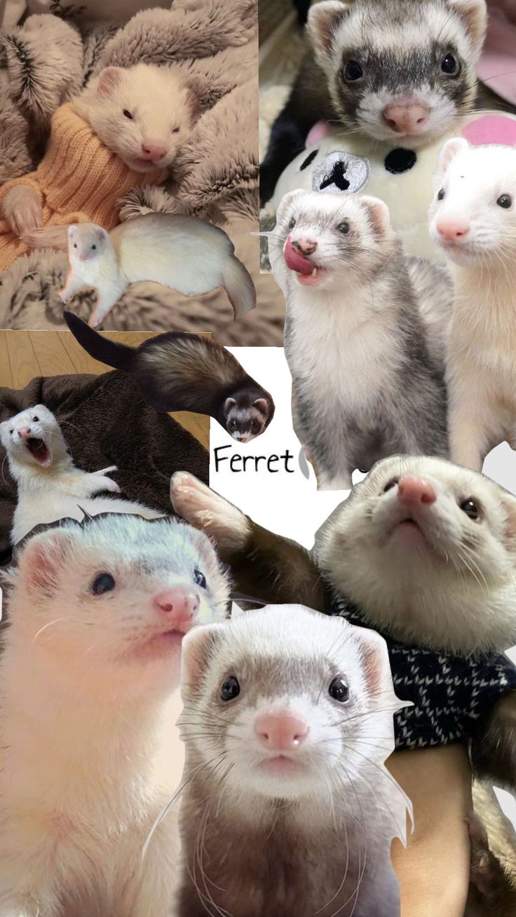 the ferrets are all different colors and sizes, but one is not very cute