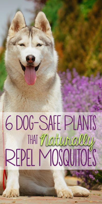 a husky dog with the words 6 dog - safe plants that naturally repel mosquitoes