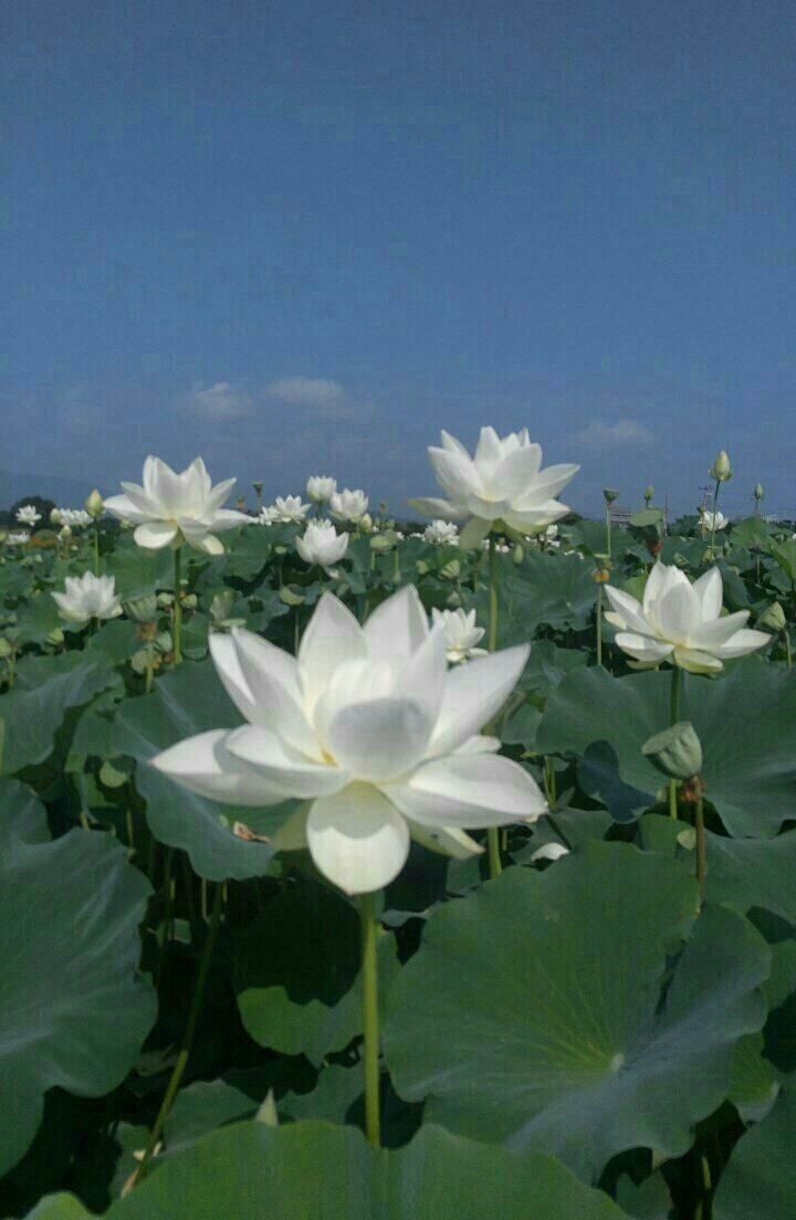 large white flowers are blooming in the middle of a field with green leaves and blue sky