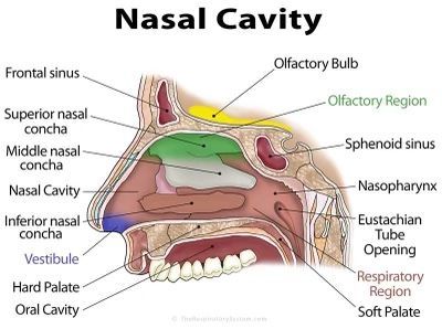 an image of the inside of a mouth labeled in several different languages and parts to describe