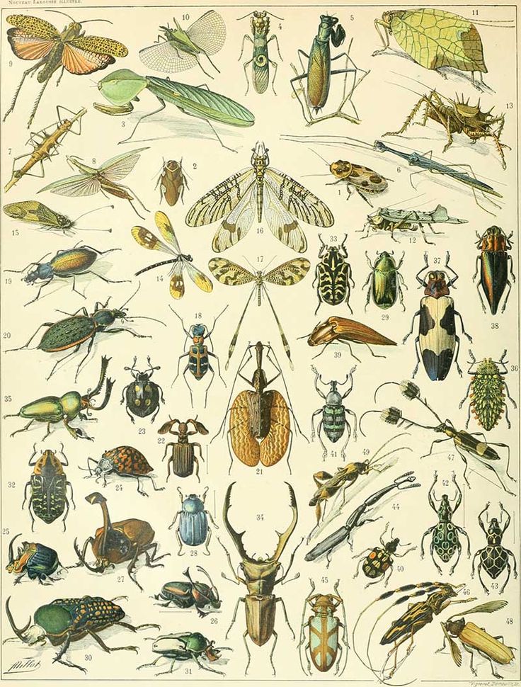 an image of bugs and insects on a white background with the title free vintage natural history posters