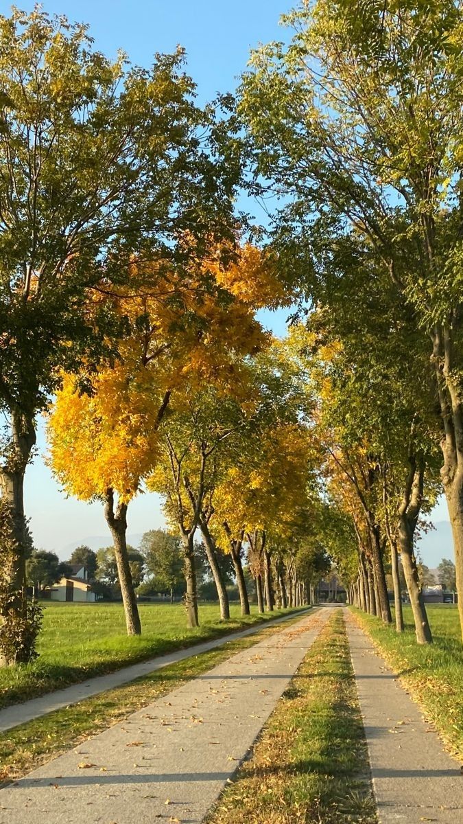 an empty road surrounded by trees with yellow leaves