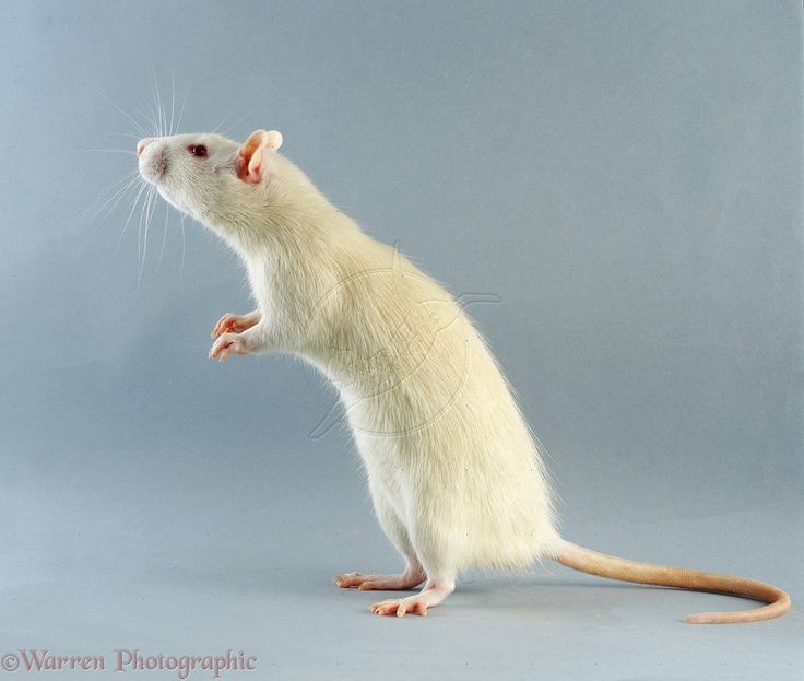 a white rat standing on its hind legs