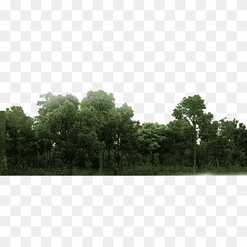 a group of trees that are standing in the grass