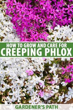 purple and white flowers with the title how to grow and care for creeping phlox