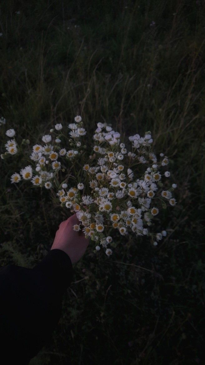 a person reaching for some daisies in the dark with their hand on one of them