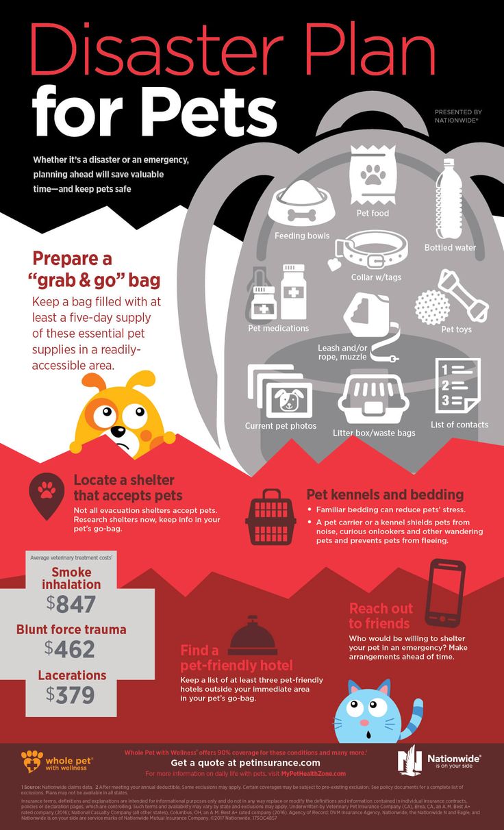 🌪️September is National Disaster Preparedness Month🌪️ 🌪️Disasters and emergencies can happen without warning at any time–that’s why preparedness is so important!🌪️ During September we want to make people aware of how to prepare in case of an emergency and how to care for your pets in case of an emergency. Your pets are an important member of your family, so they need to be included in your family’s emergency plan. To prepare for the unexpected follow these tips with your pets in mind: 🌀Make Disaster Plan, Emergency Prepardness, Emergency Preparedness Kit, Survival Kits, Emergency Plan, Dog Safety, Emergency Prepping, Disaster Preparedness, Dog Care Tips