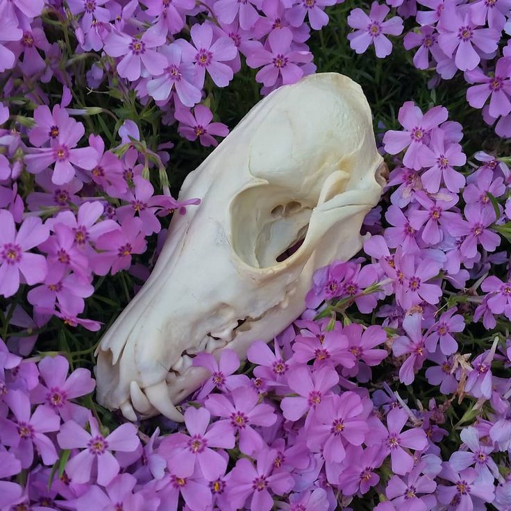 an animal's skull laying on top of purple flowers