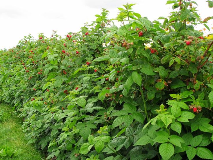 a field full of green plants and red berries