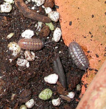 an image of worms and eggs in the dirt