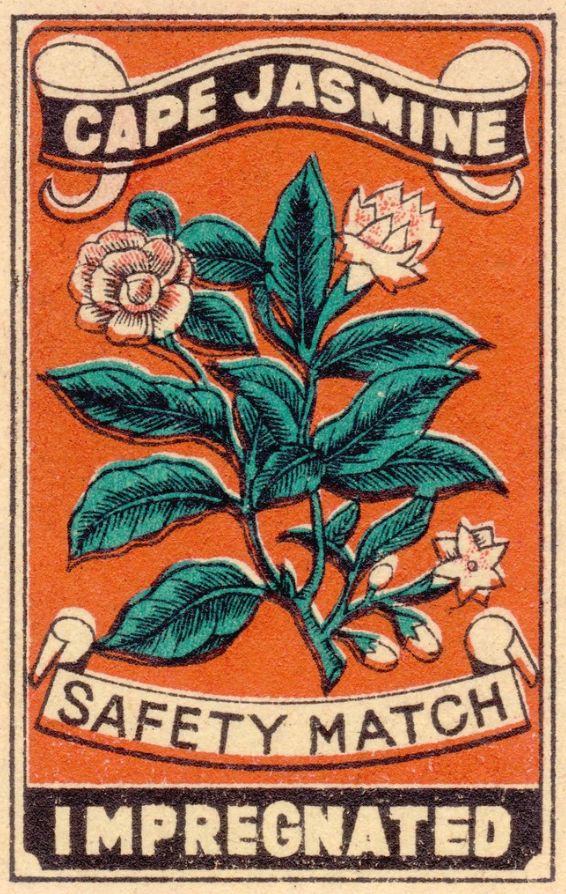 an orange stamp with green leaves and flowers on it, says cape jasmine safety match