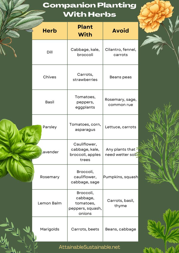 plants and their names are labeled in this poster with the words companion planting with herbs