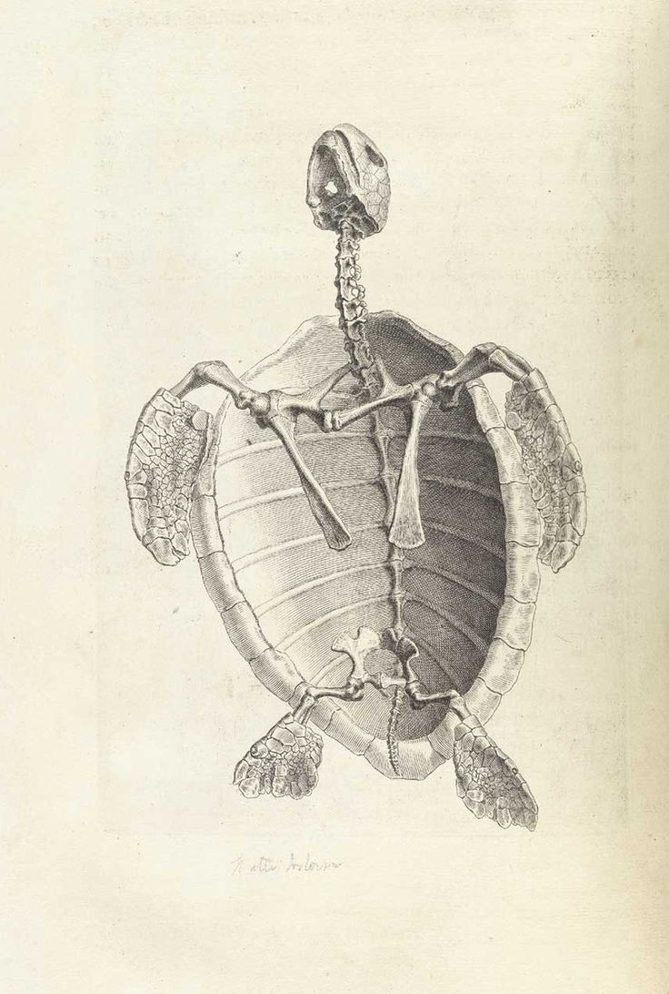 a drawing of a turtle with bones attached to it's back