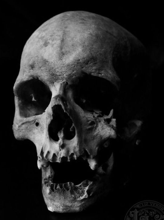 a black and white photo of a human skull