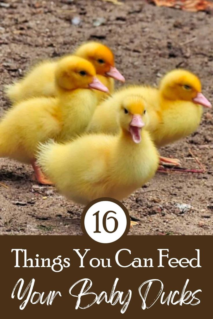 four baby ducks sitting on the ground with text overlay that reads 16 things you can feed your baby ducks