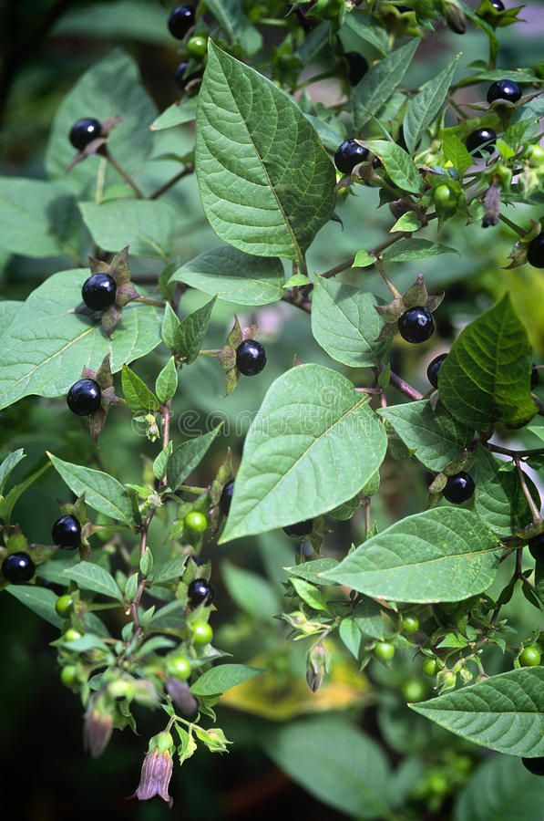 berries and leaves growing on the branches of a tree stock photo - 958972