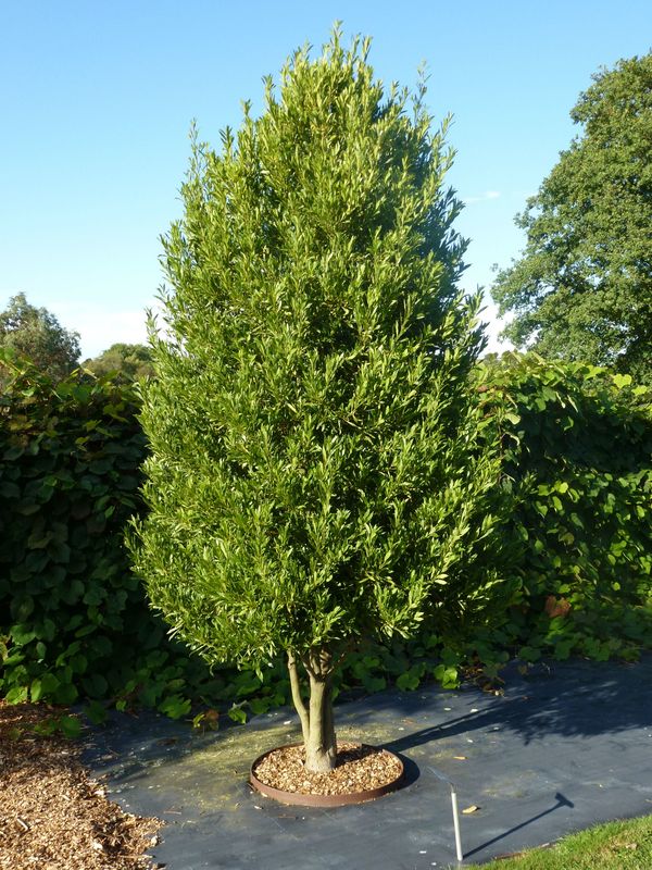 a small green tree in a pot on the side of a road next to some bushes