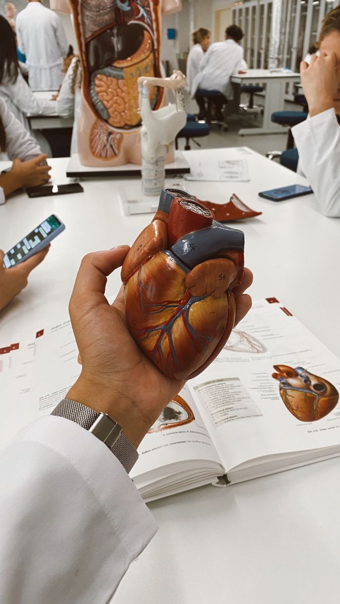 a person holding a model of the human heart in front of an open book on a table